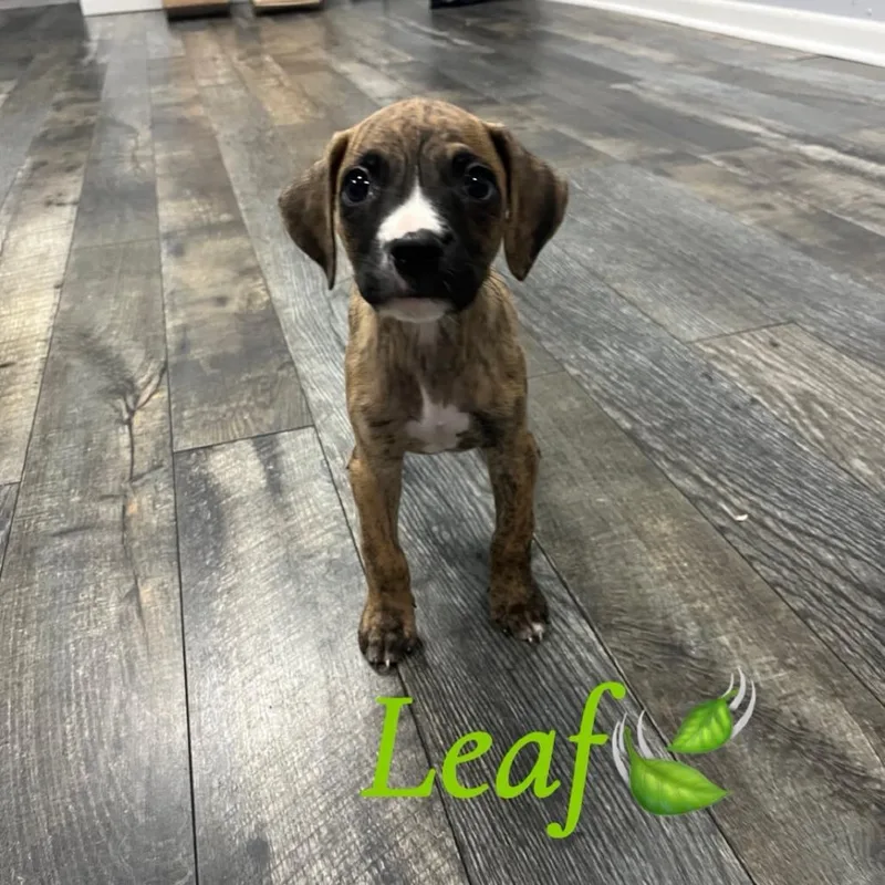 Leaf
