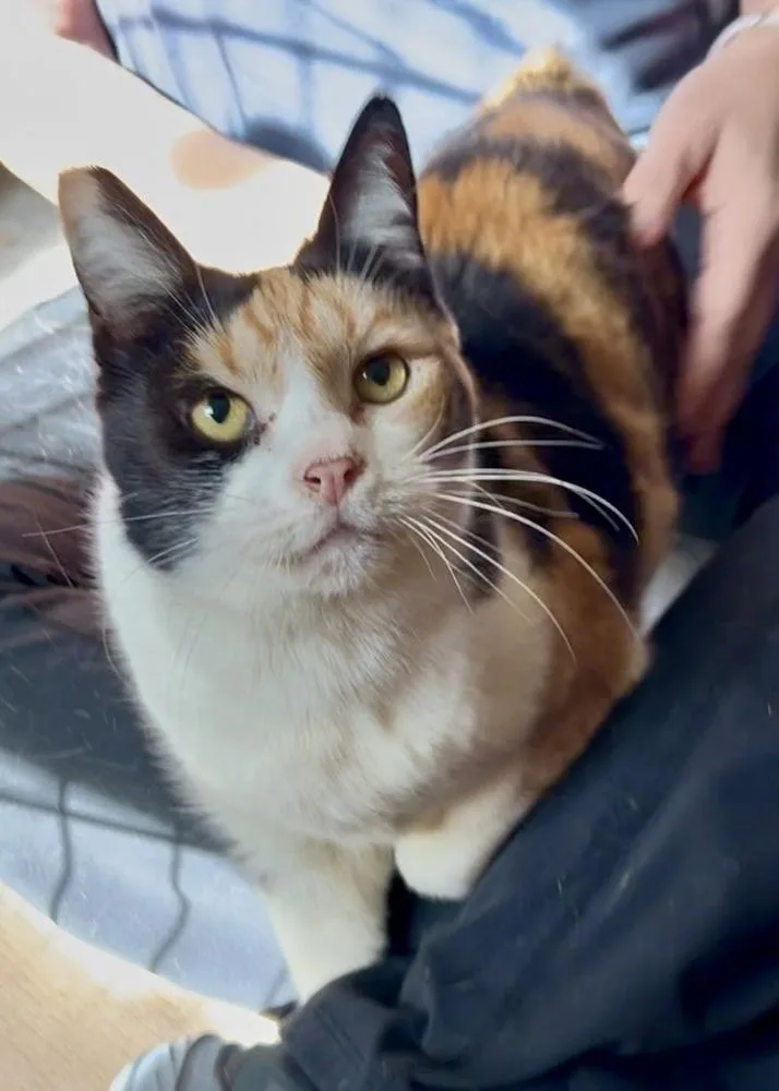 An adult medium-sized female Black & White / Tuxedo Domestic Short Hair cat named Bambi for adoption in Gardena, CA
