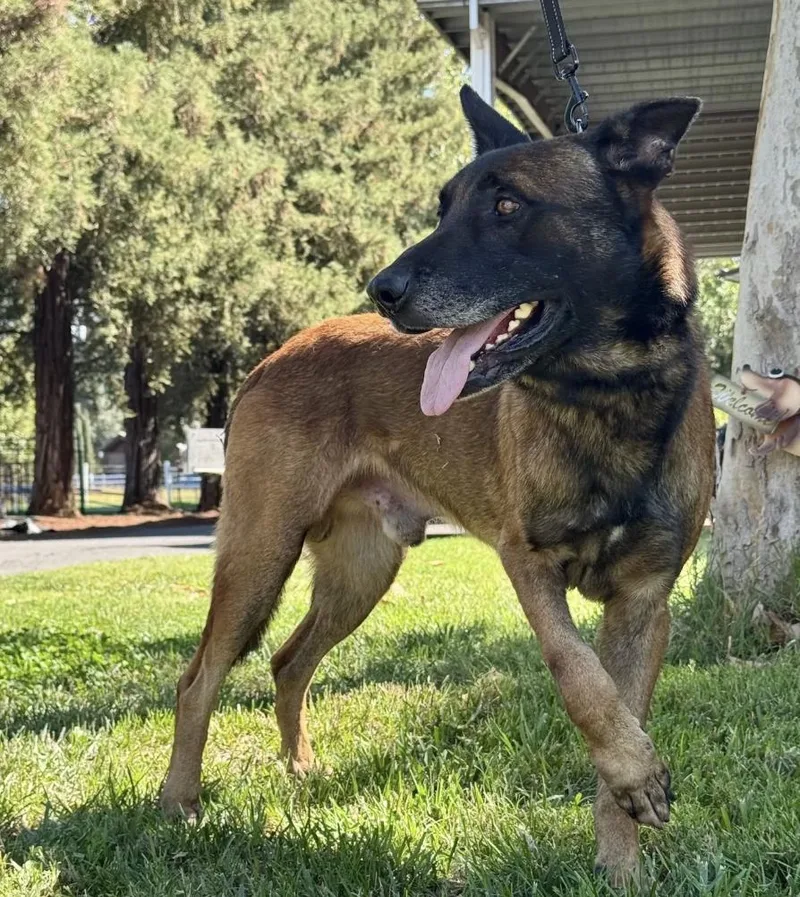 A young medium-sized male Belgian Shepherd / Malinois dog named Brad Pitt for adoption in Davis, CA