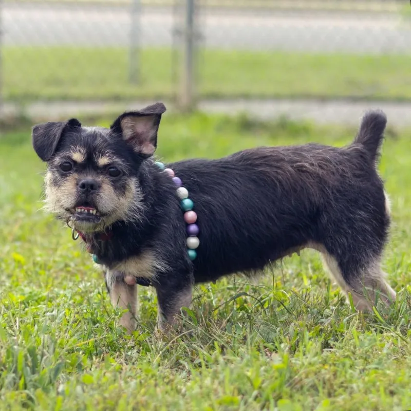 An adult small-sized female Black Brussels Griffon dog named Lottie for adoption in Wilmington, DE
