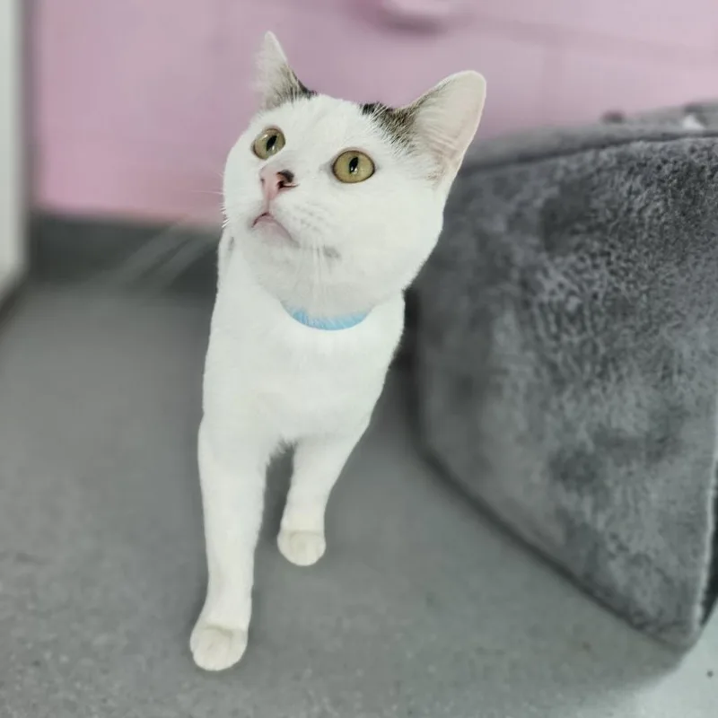 An adult medium-sized male White Domestic Short Hair cat named Winston for adoption in Lakewood, CO