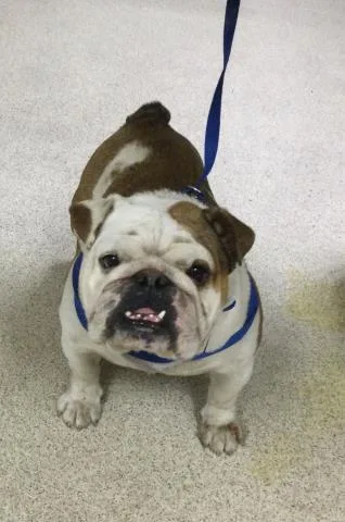 A young medium-sized male English Bulldog dog named Luiz for adoption in Riverside, CA