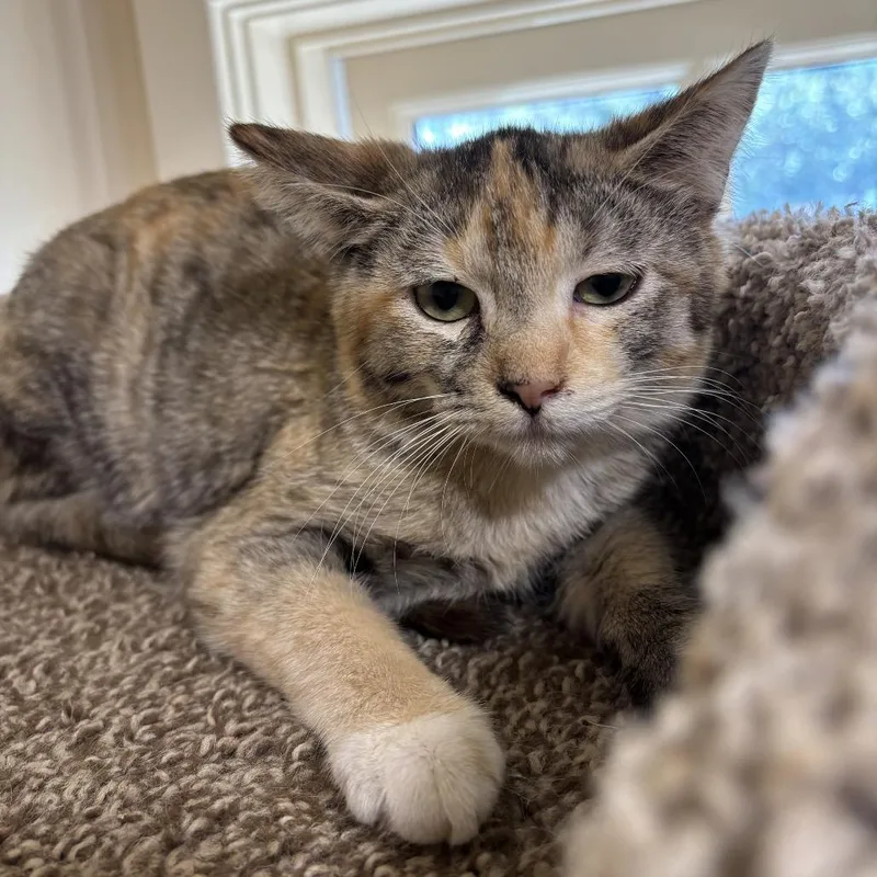 A baby small-sized female Brown / Chocolate Domestic Short Hair cat named Artemis for adoption in Agoura Hills, CA