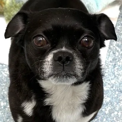 An adult small-sized male Black Boston Terrier dog named Mickey for adoption in Santa Cruz, CA