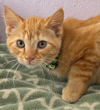 A baby small-sized male Domestic Short Hair cat named Squash for adoption in Gwinn, MI