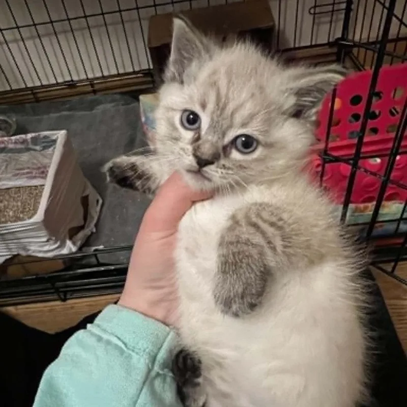 A baby small-sized female Gray / Blue / Silver Domestic Short Hair cat named Patrica for adoption in Wadena, MN