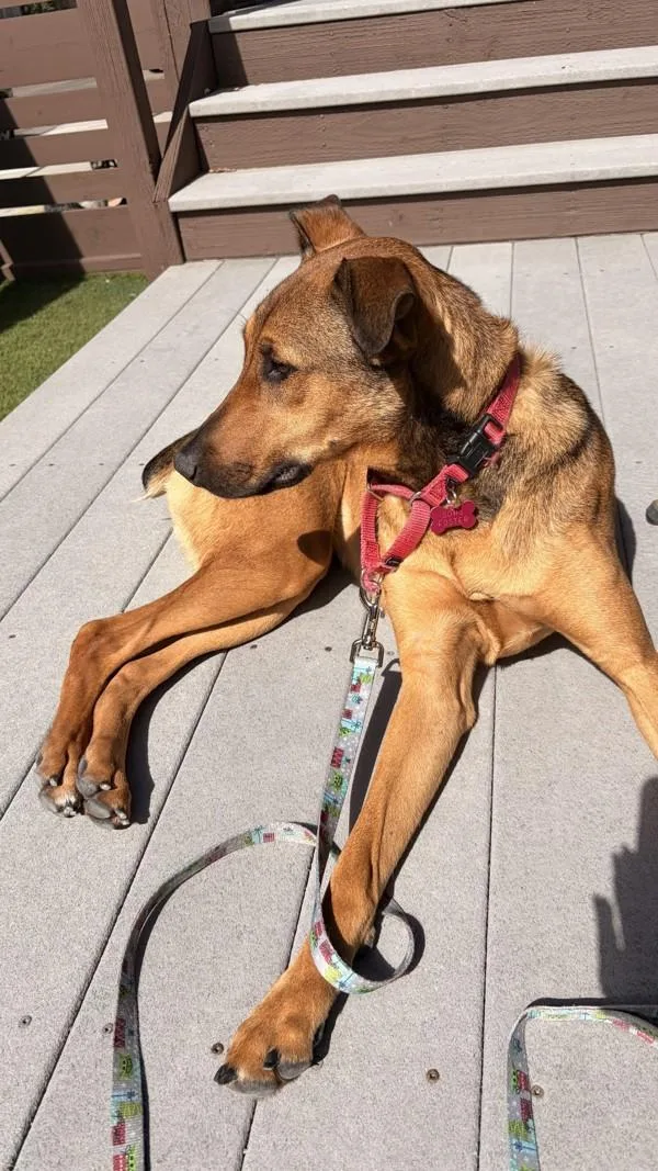 An adult medium-sized female Doberman Pinscher dog named Cali for adoption in San Diego, CA