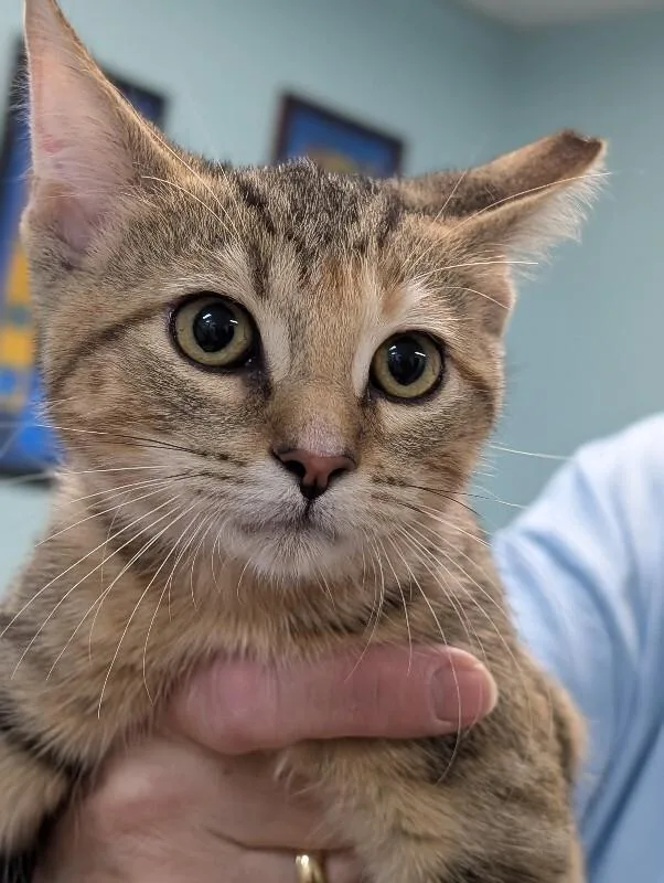A young medium-sized female Tabby (Brown / Chocolate) Domestic Short Hair cat named Milly for adoption in Adrian, MI