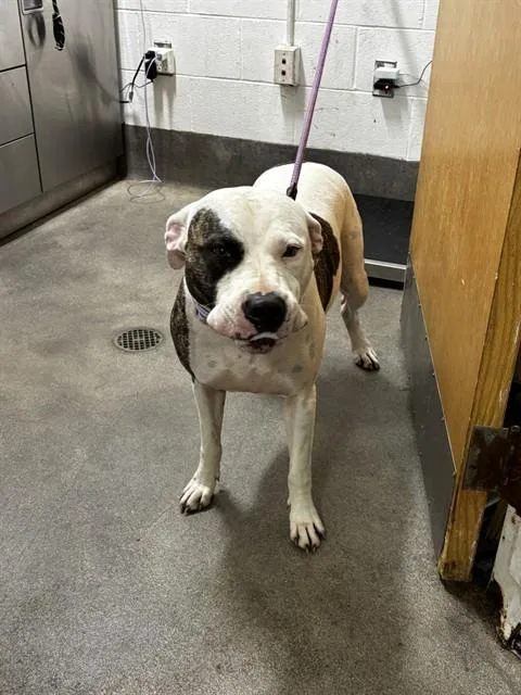 An adult large-sized female Pit Bull Terrier dog named Dixie for adoption in Upper Marlboro, MD