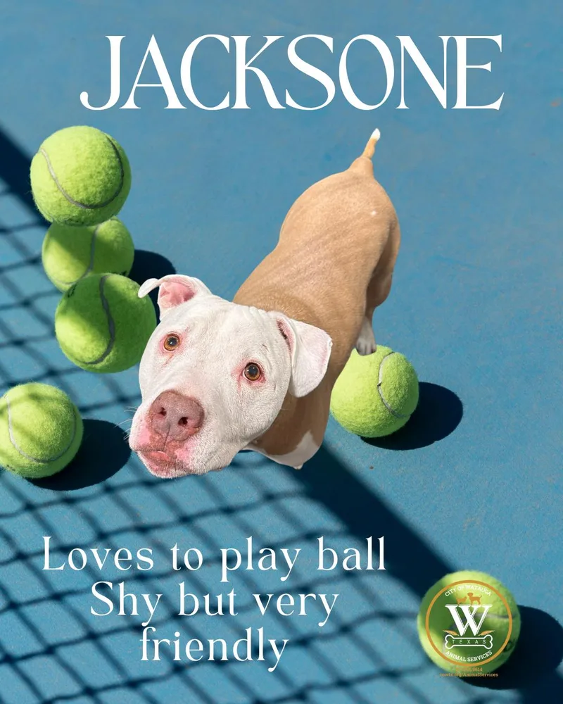 An adult large-sized male Yellow / Tan / Blond / Fawn Pit Bull Terrier dog named Jackson for adoption in Watauga, TX
