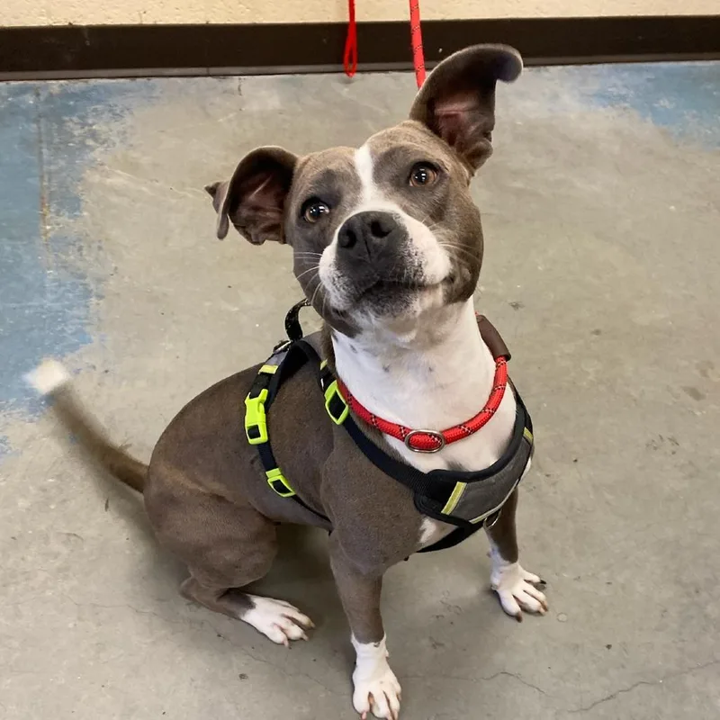 An adult medium-sized female Gray / Blue / Silver Mixed Breed dog named Daisy Grace for adoption in Memphis, TN
