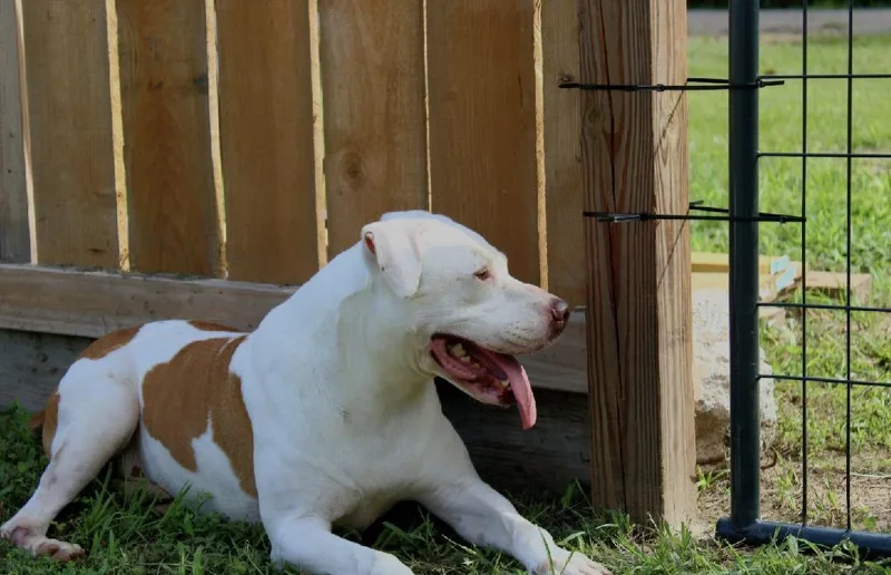 An adult medium-sized male Brown / Chocolate Pit Bull Terrier dog named Knox for adoption in Willis, TX