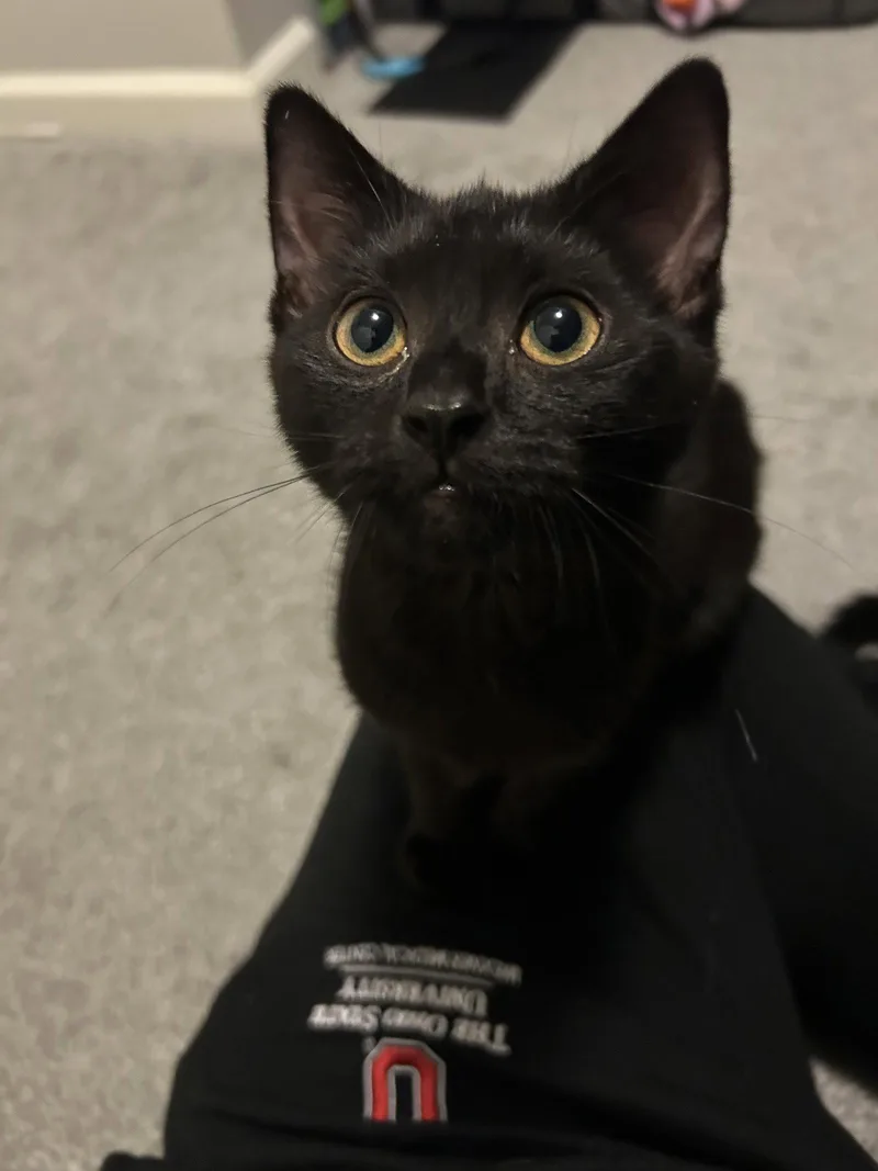 Willow