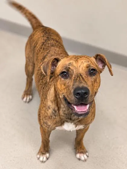 An adult medium-sized female Terrier dog named Belle for adoption in Gulfport, MS
