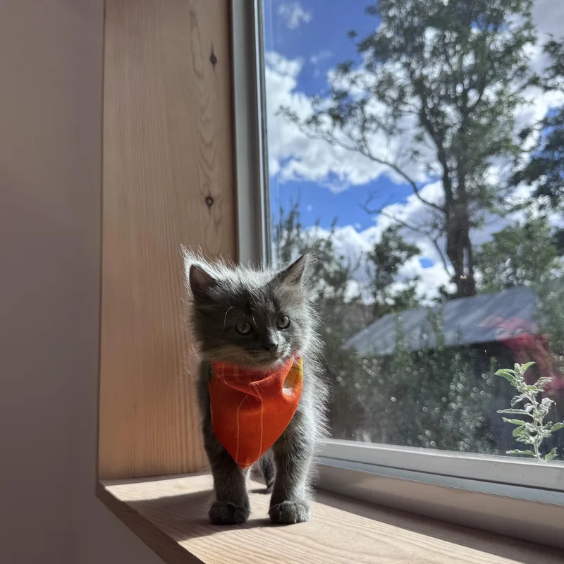 A baby small-sized female Gray / Blue / Silver Domestic Short Hair cat named Little Miss for adoption in Marfa, TX