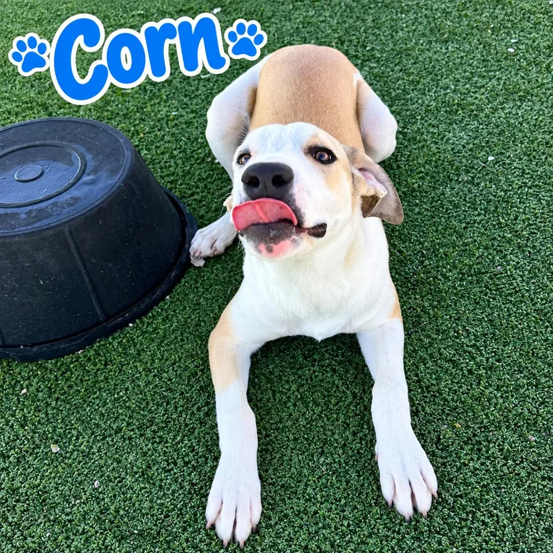 A young medium-sized male Hound dog named Corn for adoption in Truth or Consequences , NM