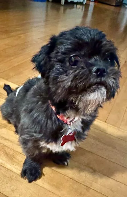 A senior small-sized male Shih Tzu dog named Chewy for adoption in San Diego, CA