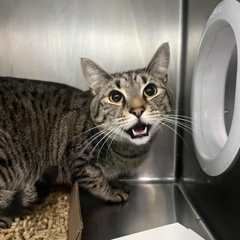A young large-sized male Brown / Chocolate Domestic Short Hair cat named Maylo for adoption in Newark, NJ