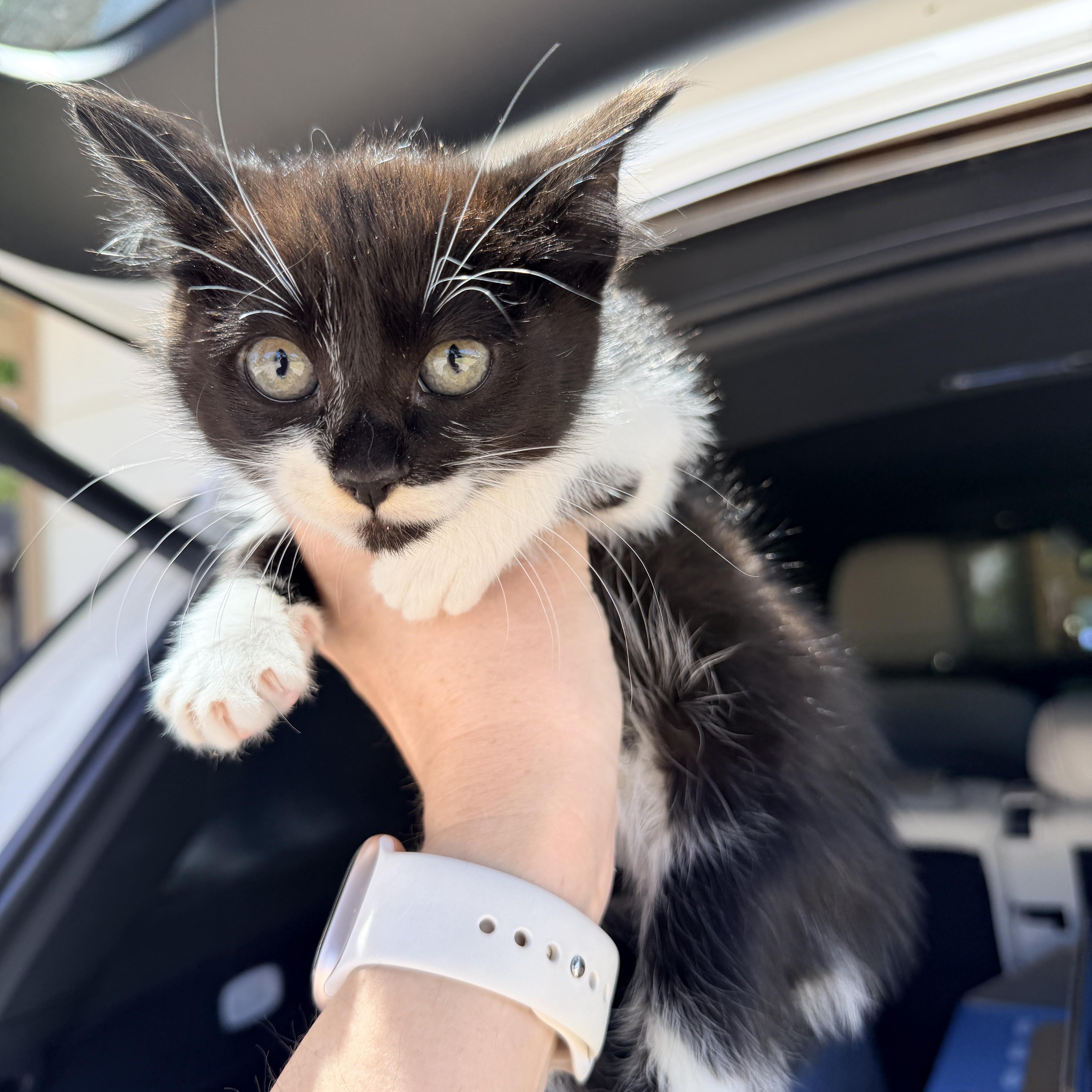 A baby medium-sized female Domestic Short Hair cat named Button for adoption in Penryn, CA