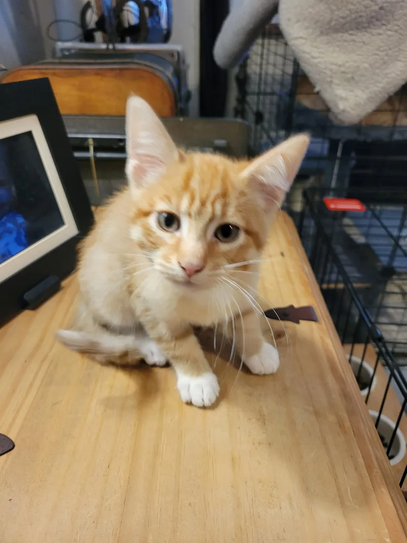 A baby medium-sized male Orange & White Domestic Short Hair cat named Cleo for adoption in Keller, TX