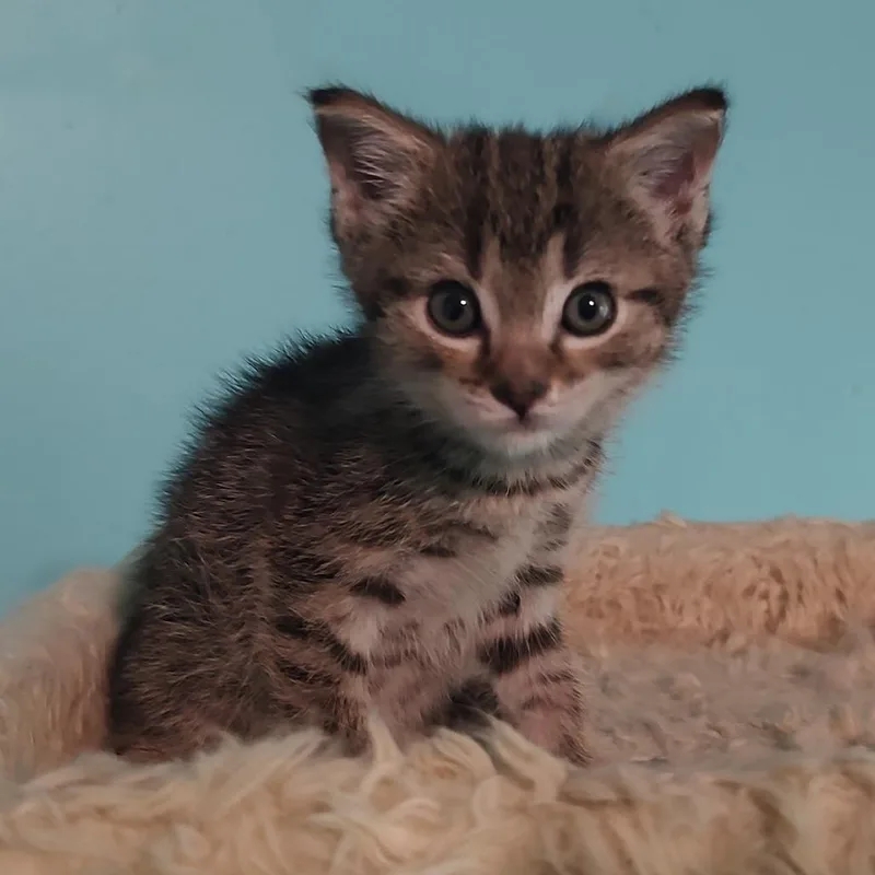 A baby small-sized male Gray / Blue / Silver Domestic Short Hair cat named Carl for adoption in Fairfax Station, VA