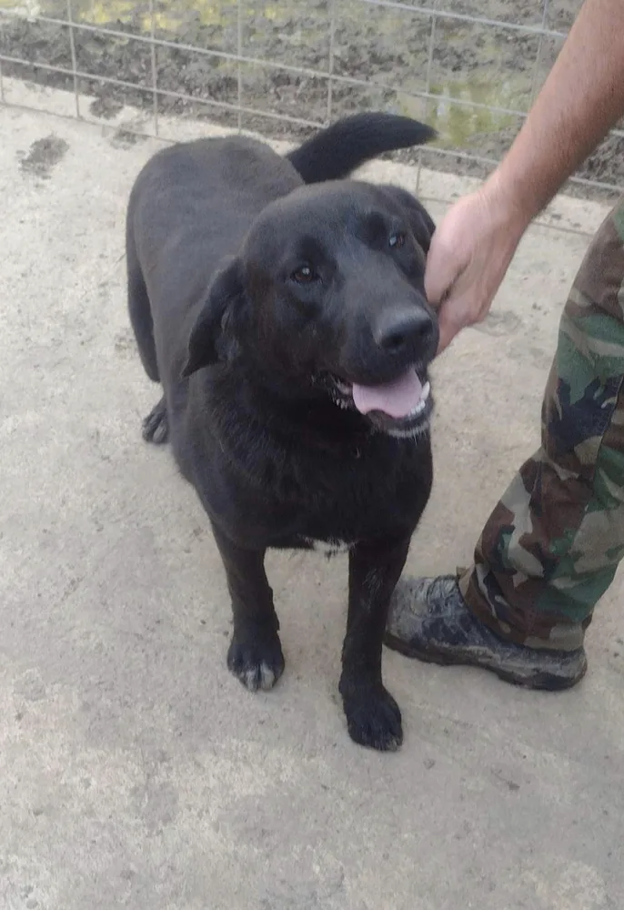 An adult medium-sized male Labrador Retriever dog named Stephan for adoption in Pontotoc, MS