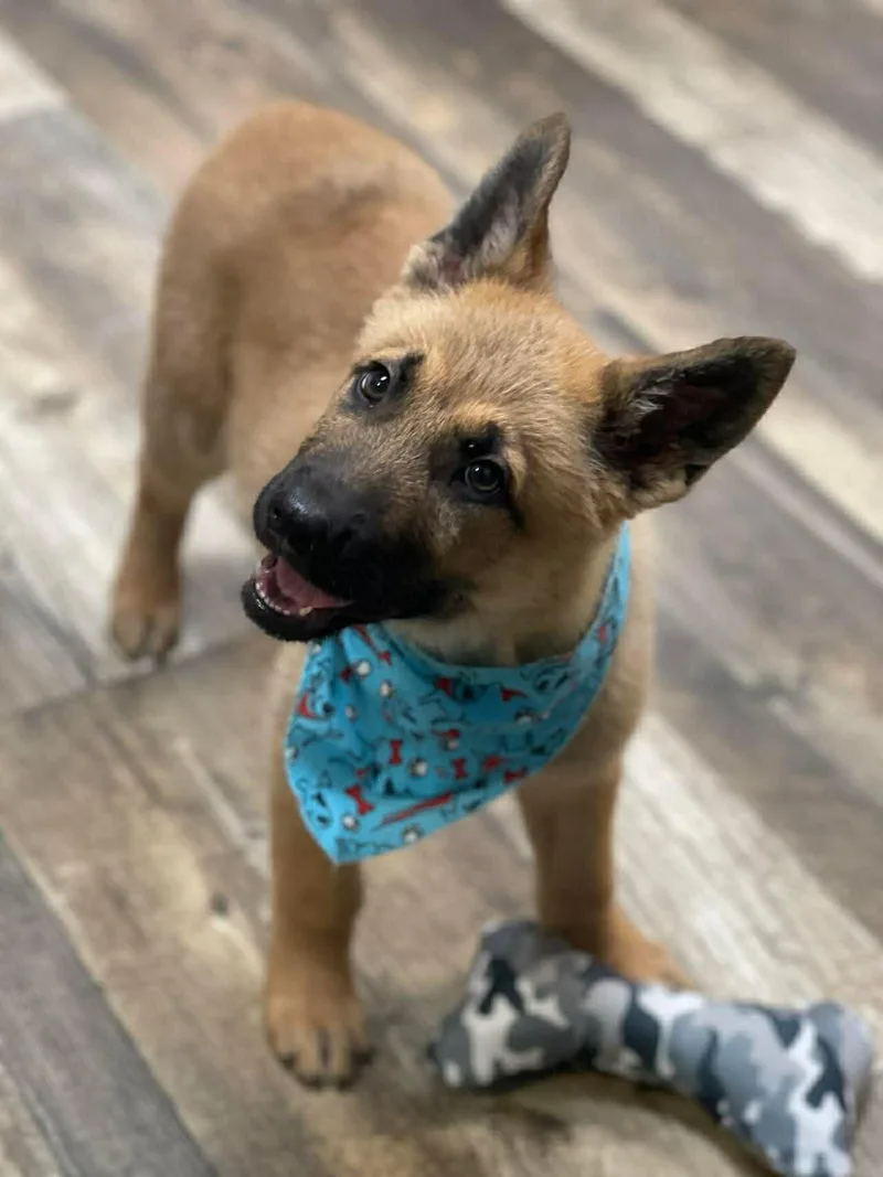 Kenai The Shepherd Puppy thumbnail 4