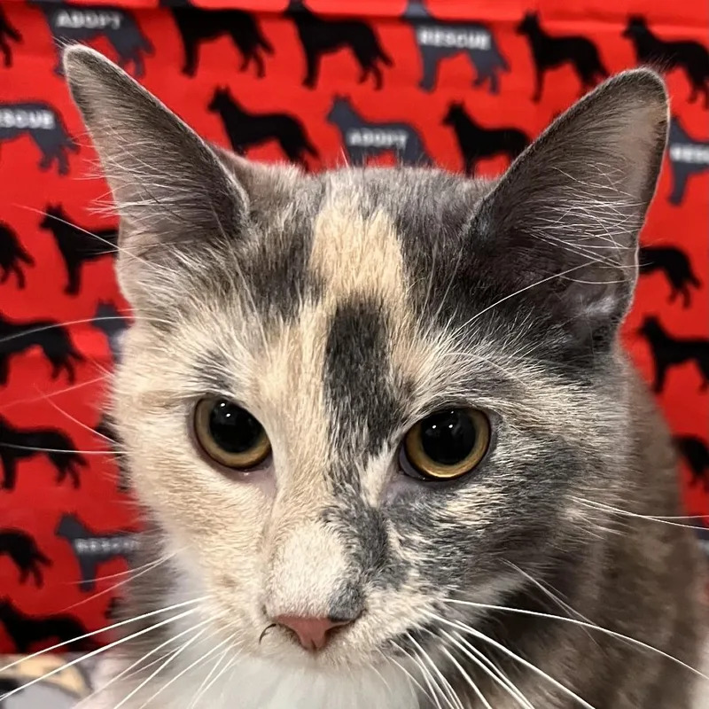 A baby medium-sized female Gray / Blue / Silver Domestic Short Hair cat named Beall for adoption in Washburn, MO