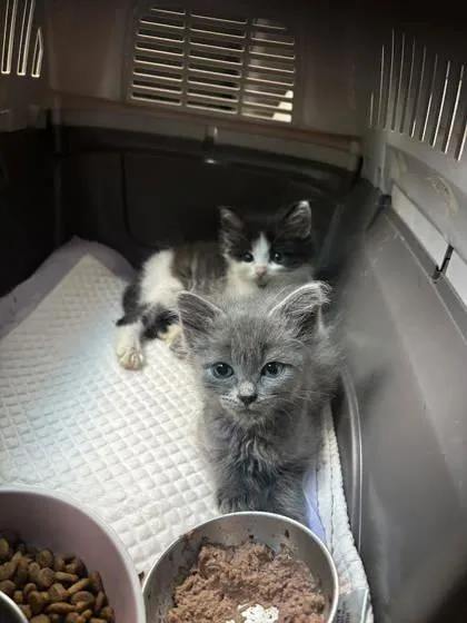 A baby small-sized male Domestic Medium Hair cat named Dumpling for adoption in Manteo, NC