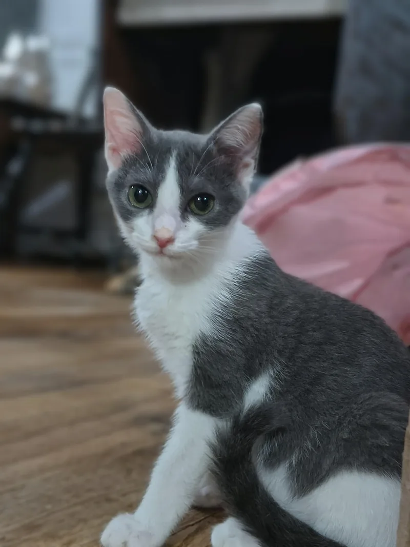 A young small-sized male Domestic Short Hair cat named N. Bug for adoption in Clayton, NC