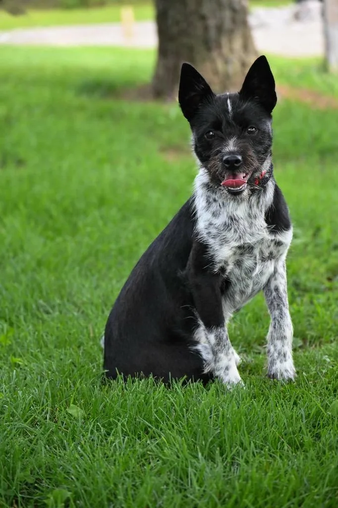 A baby small-sized female Terrier dog named Pepper for adoption in Lagrange, IN