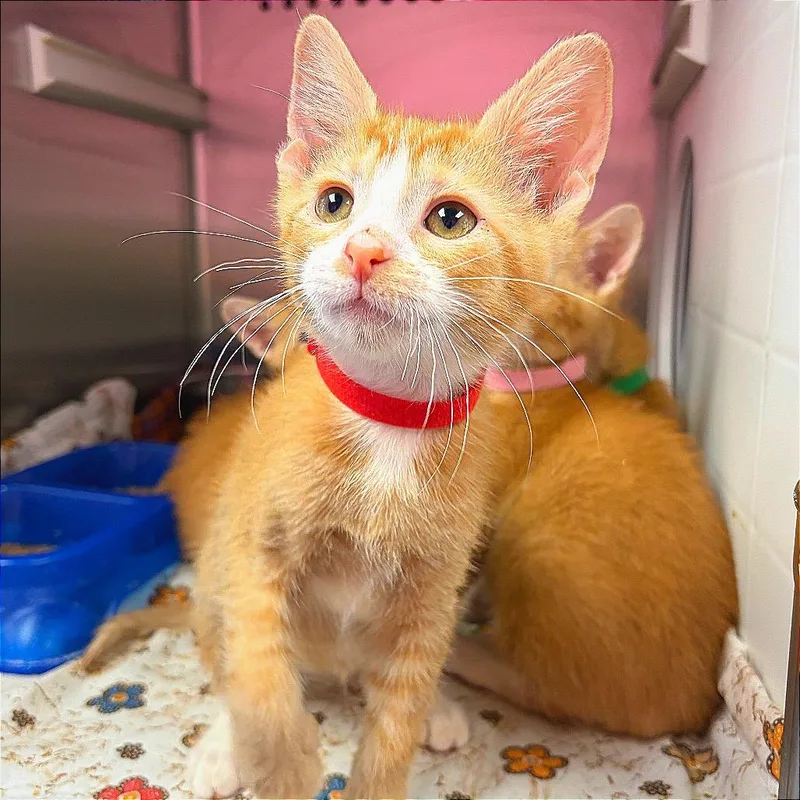 A baby small-sized male Orange / Red Domestic Short Hair cat named Chandler for adoption in Hannibal, MO