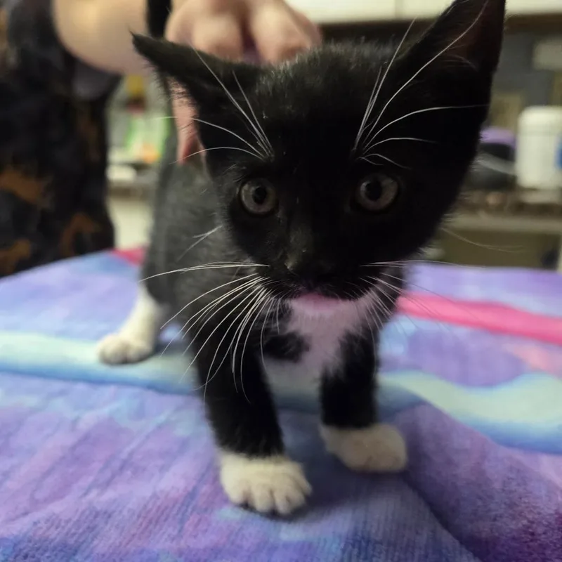 A baby small-sized male Black Domestic Short Hair cat named Gunther for adoption in Fort Bragg, CA