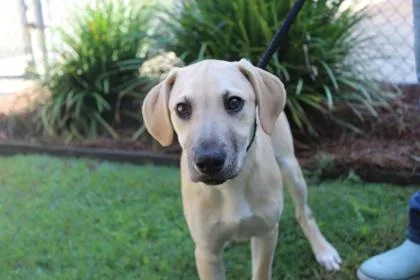 An adult medium-sized male German Shepherd Dog dog named Spinner for adoption in Brunswick, GA