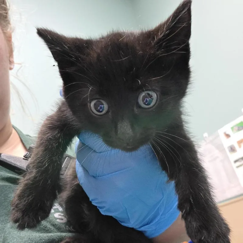 A baby small-sized female Domestic Short Hair cat named Chocolate Fudge Brownie for adoption in Tacoma, WA