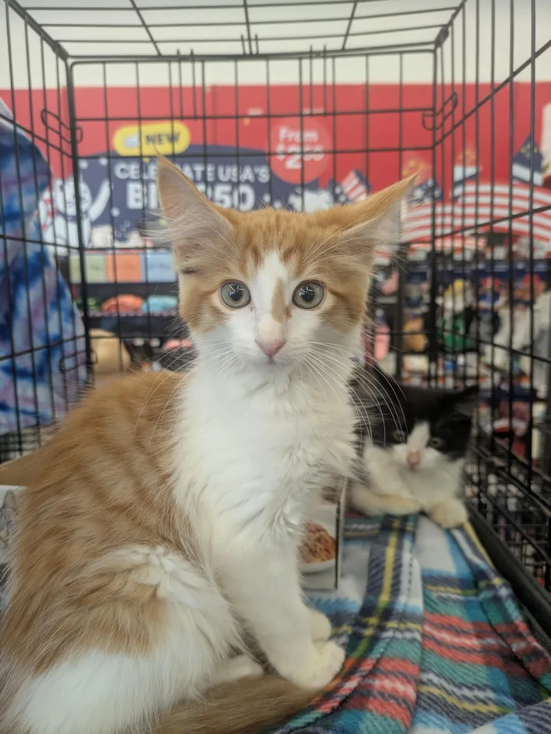 A baby medium-sized male Orange & White Domestic Long Hair cat named Peanut for adoption in Great Mills, MD