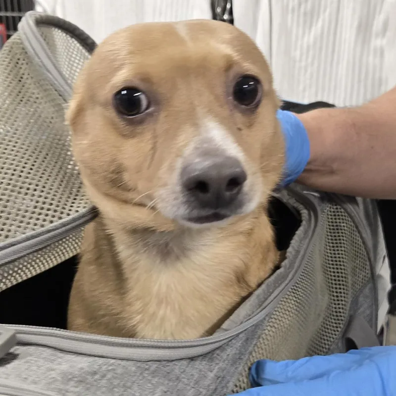 An adult small-sized male Brown / Chocolate Mixed Breed dog named Dior for adoption in Newark, NJ