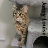 An adult medium-sized female Tabby (Brown / Chocolate) Domestic Medium Hair cat named Janey Louise for adoption in Olympia, WA