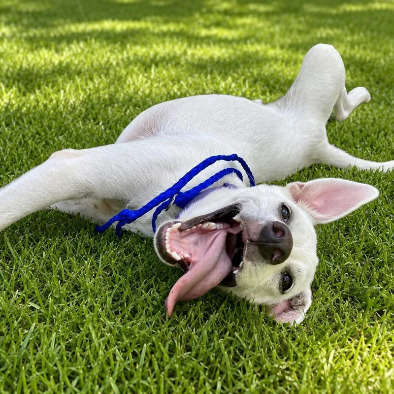 A baby medium-sized female White / Cream Shepherd dog named Annie for adoption in Baytown, TX
