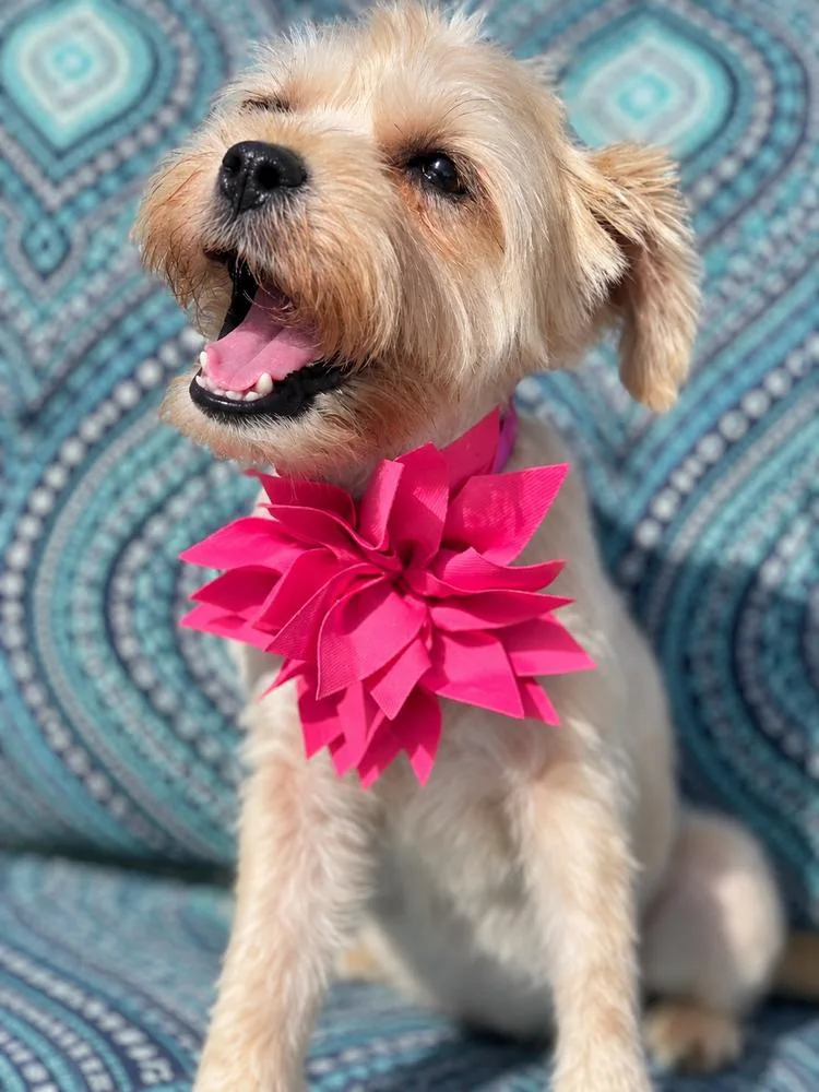 A baby small-sized female Shih Tzu dog named Minnie Mouse for adoption in Saugus, MA