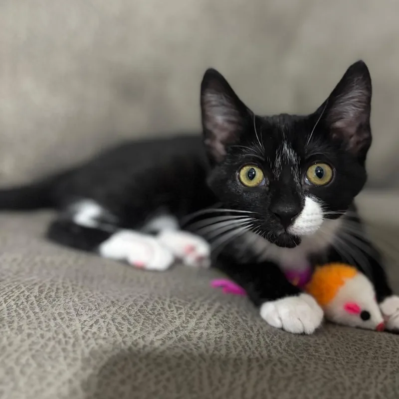 A baby small-sized female Black Domestic Short Hair cat named Ellie Mae for adoption in Marshalltown, IA