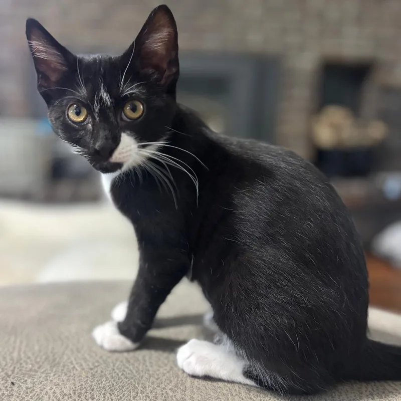 Ellie Mae thumbnail 3
