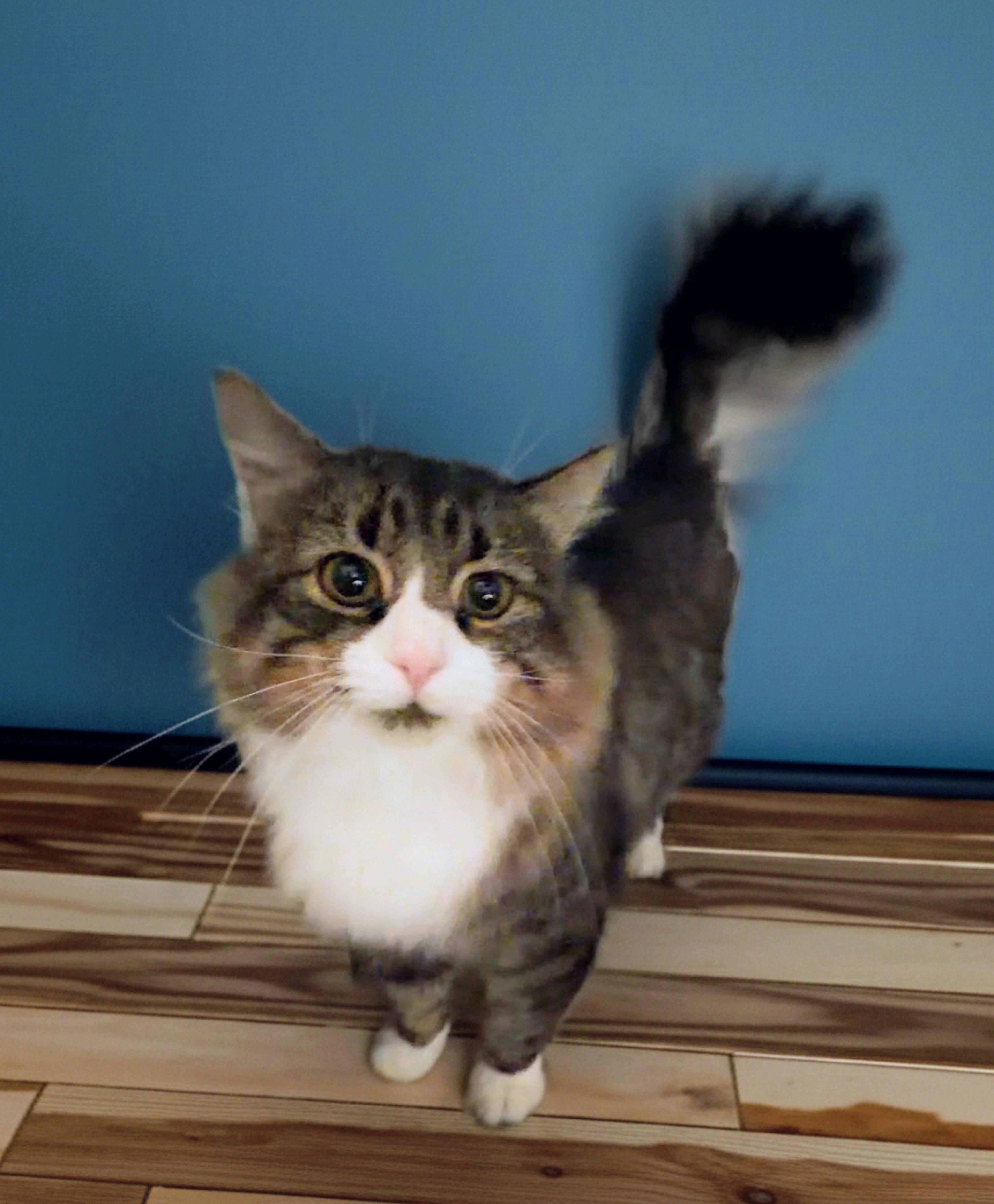 Finnegan