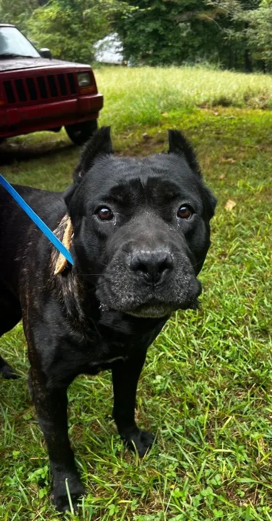 An adult large-sized male Cane Corso dog named Zeus for adoption in Douglasville, GA