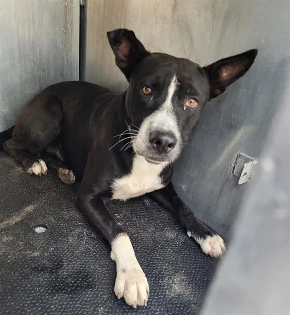 A young large-sized male American Staffordshire Terrier dog named Rocko for adoption in San Antonio, TX