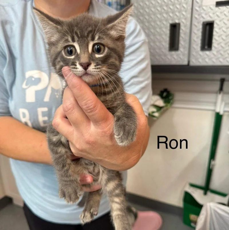 Ron