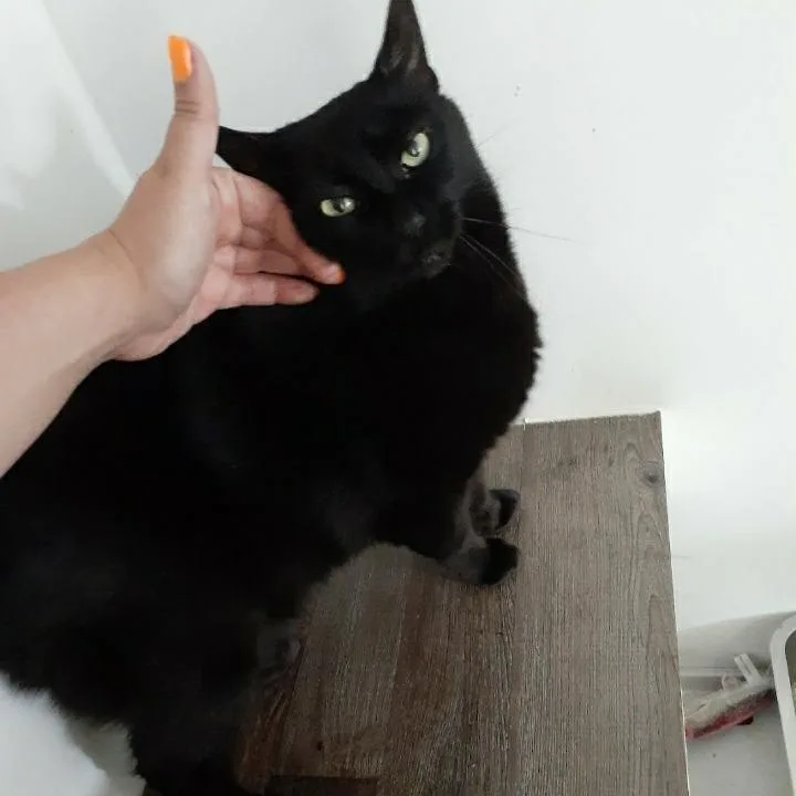 A senior medium-sized male Black Domestic Short Hair cat named Alfredo for adoption in Pittsburgh, PA