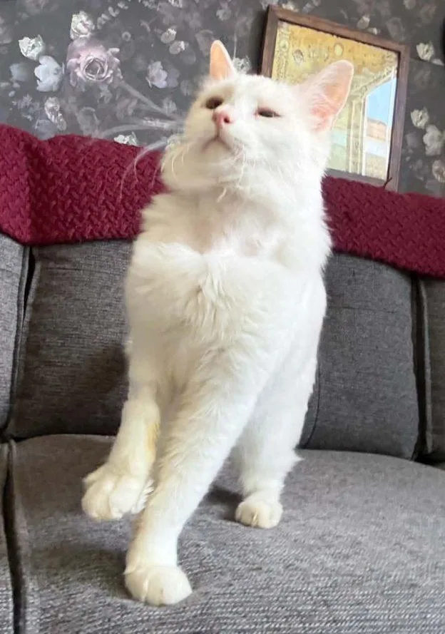 Simon