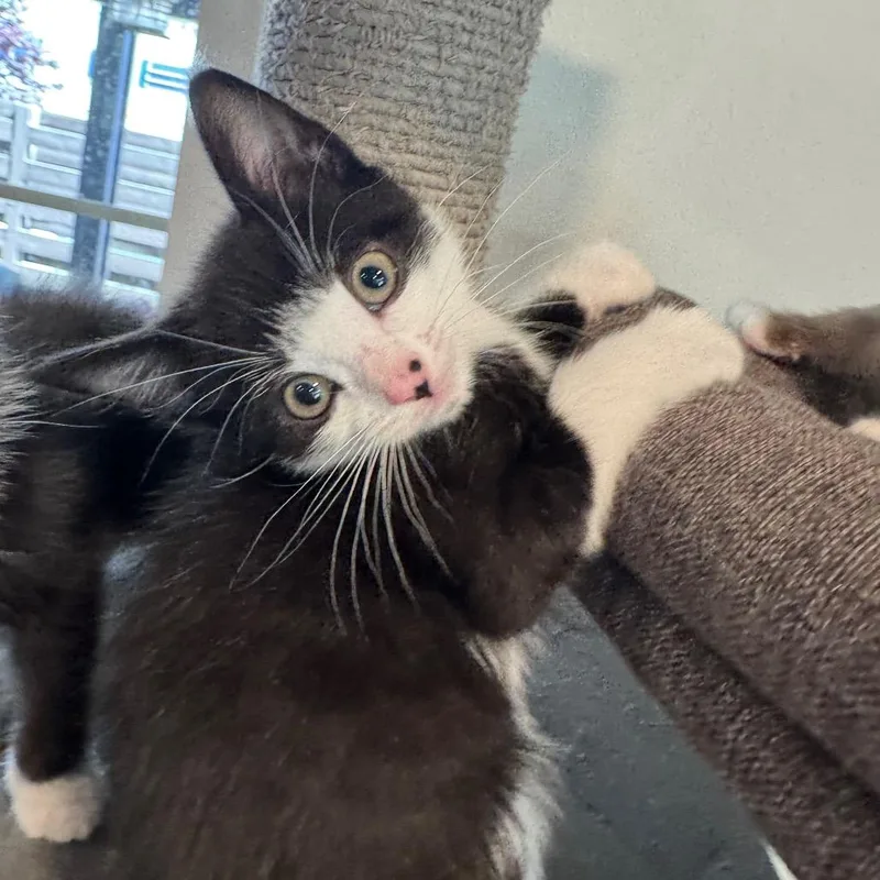 A baby small-sized male Black Domestic Short Hair cat named Clyde for adoption in Escondido, CA