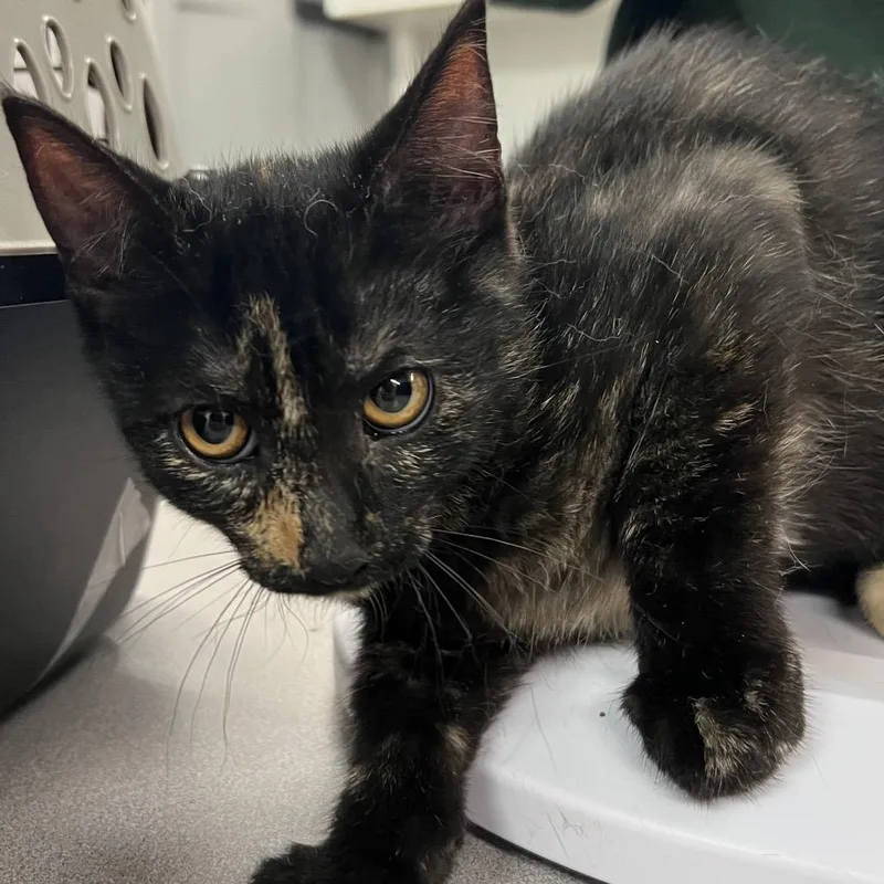 A baby small-sized female Tortoiseshell Domestic Short Hair cat named Arwen for adoption in Manhattan, KS